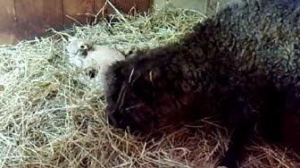 'Video thumbnail for Pearl and Baby May 9, 2010 - Video 1 -- Sheri Ann Richerson ExperimentalHomesteader.com'