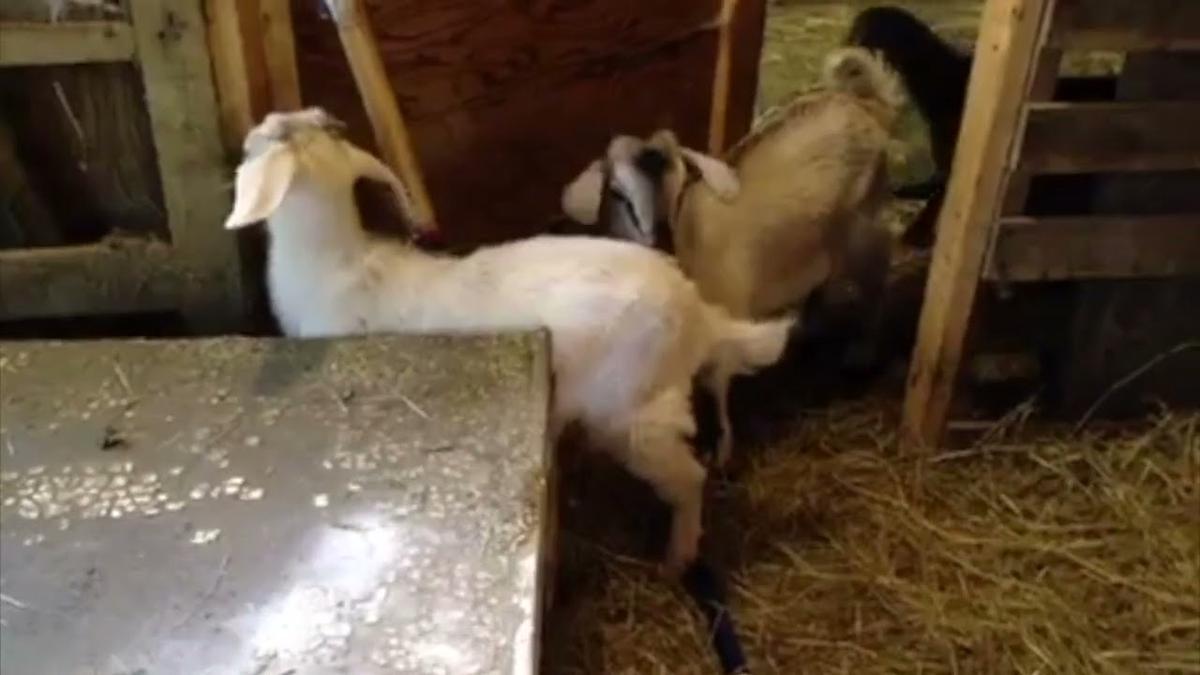 'Video thumbnail for Goats And Goat Kids In The Barn'