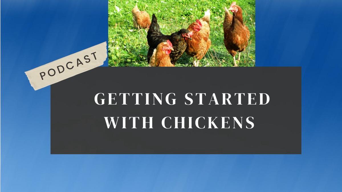 'Video thumbnail for Getting Started With Chickens Podcast'