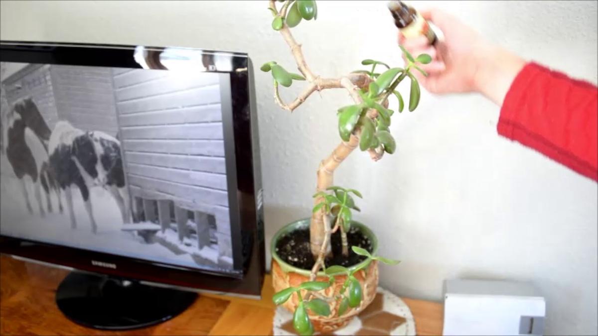 'Video thumbnail for Use Essential Oil To Protect Houseplants From Cats'
