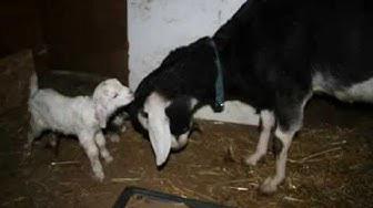 'Video thumbnail for Nubian/Alpine And Angora Cross Goat Kids 2009 ExperimentalHomesteader.com'