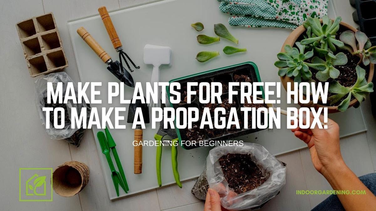 'Video thumbnail for Make Plants For Free! How To Make A Propagation Box!'