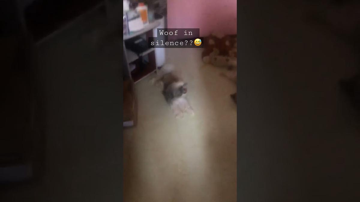 'Video thumbnail for My Shih Tzu puppy don't know how to bark. SO CUTE.🐾🐶❤️'