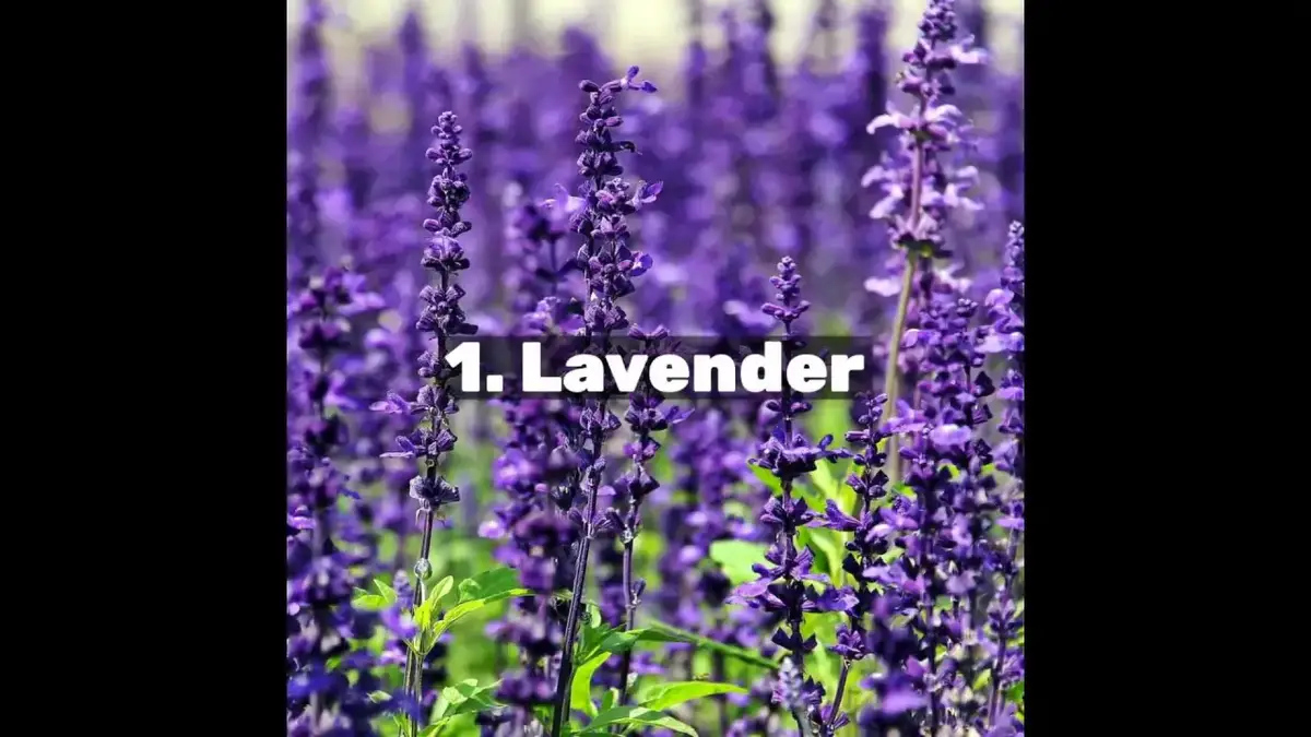 'Video thumbnail for Essential Oils For Sleep'