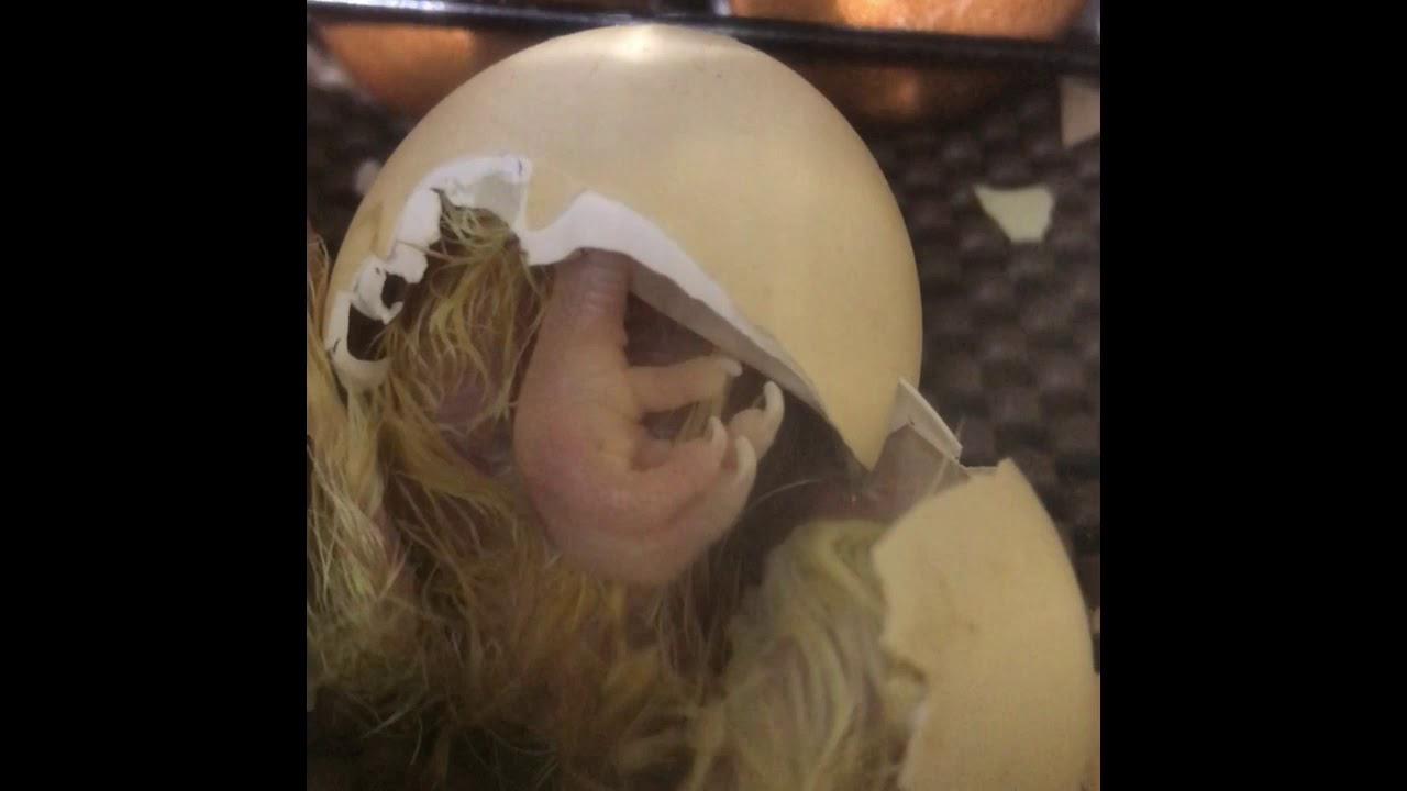 'Video thumbnail for Baby Chicks Hatching'