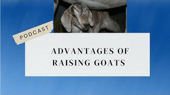 'Video thumbnail for Advantages Of Raising Goats Podcast'