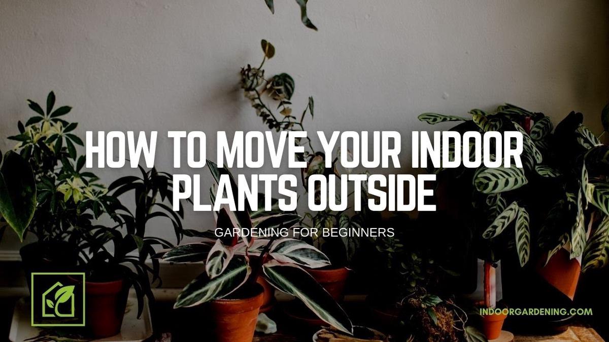 'Video thumbnail for How To Move Your Indoor Plants Outside'