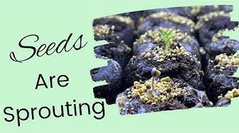 'Video thumbnail for Seeds Are Sprouting Day 2355 Experimental Homesteader'