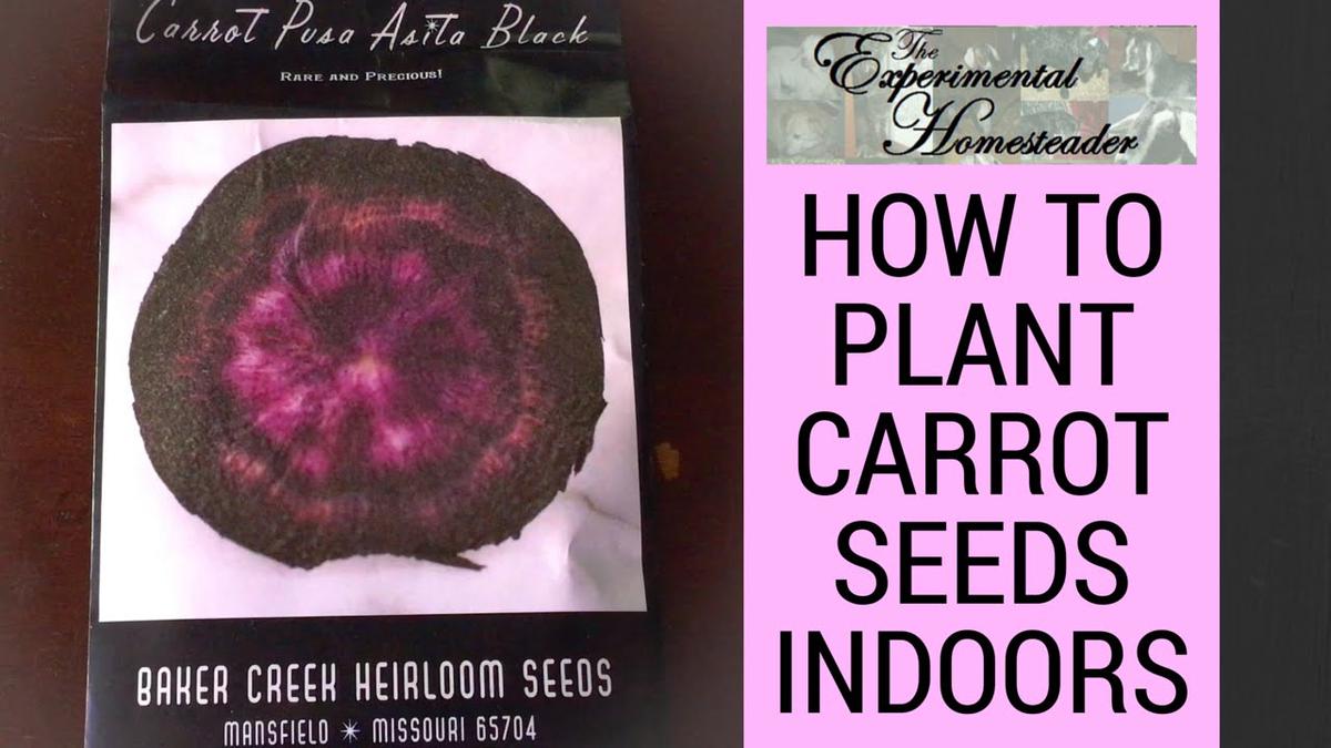 'Video thumbnail for How To Plant Carrot Seeds Indoors'