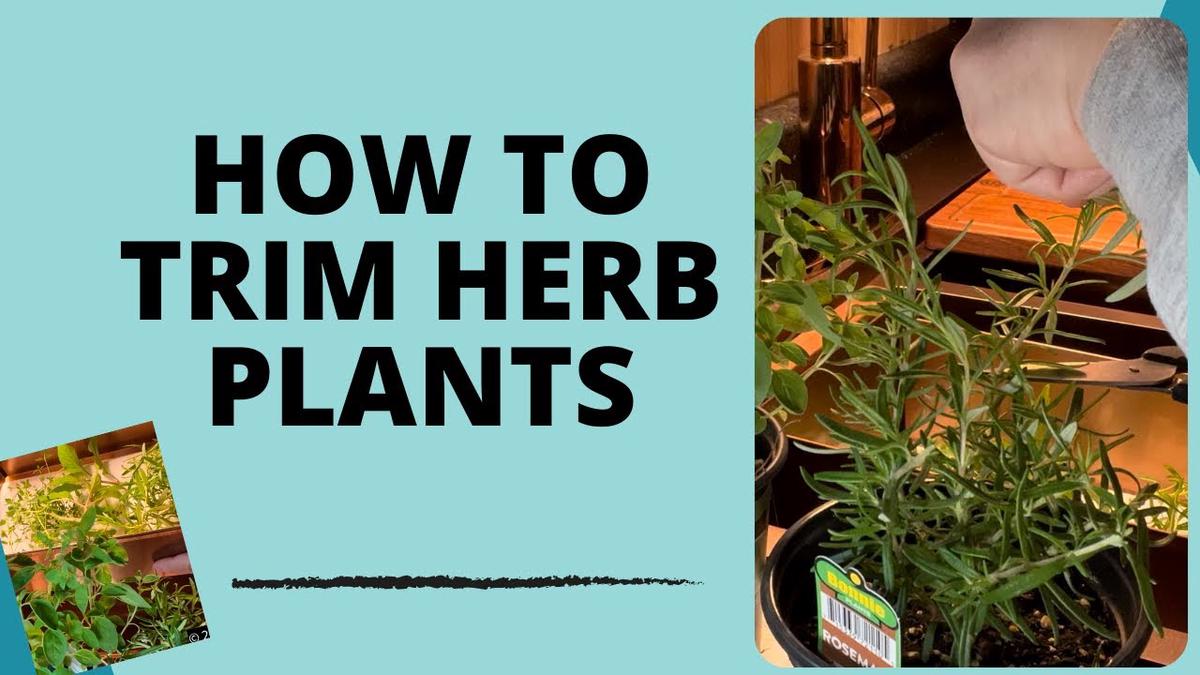 'Video thumbnail for How To Trim Herb Plants Day 2396 Experimental Homesteader'
