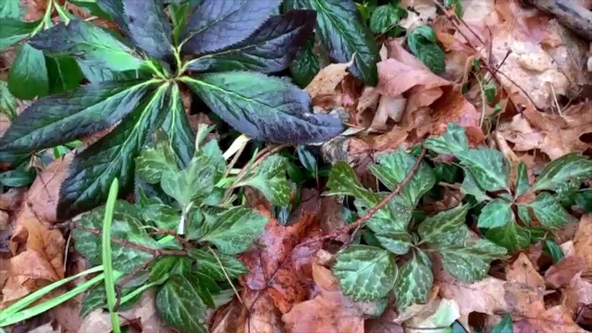 'Video thumbnail for New Years Eve In My Indiana Garden Day 1234 Experimental Homesteader'