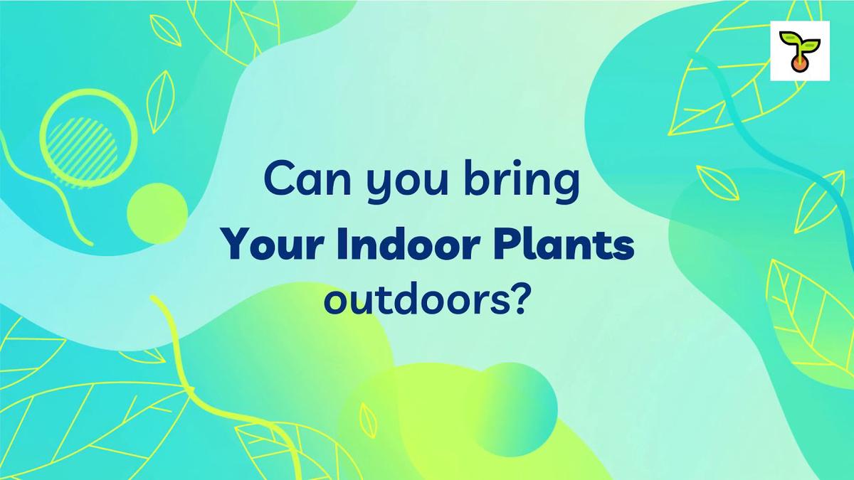 'Video thumbnail for Can You Bring Your Indoor Plants Outdoors? This Is Superb Amazing (2021)'