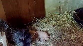 'Video thumbnail for Pearl and baby May 9, 2010 - Video 2'