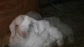 'Video thumbnail for Sugar's Babies 2009- Sheri Ann Richerson ExperimentalHomesteader.com'