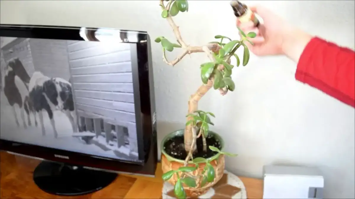 'Video thumbnail for Use Essential Oil To Protect Houseplants From Cats'