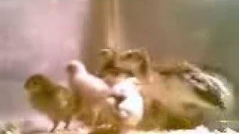'Video thumbnail for Guinea Keets Sheri Ann Richerson ExperimentalHomesteader.com'