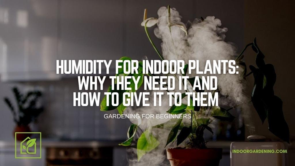 'Video thumbnail for Humidity For Indoor Plants: Why They Need It and How To Give It To Them'