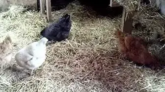 'Video thumbnail for Organic Chickens - Sheri Ann Richerson ExperimentalHomesteader.com'