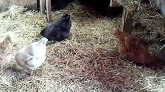 'Video thumbnail for Organic Chickens - Sheri Ann Richerson ExperimentalHomesteader.com'