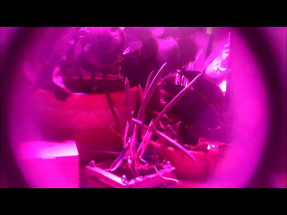 'Video thumbnail for Alite Hydroponic LED Plant Grow Light ExperimentalHomesteader.com'