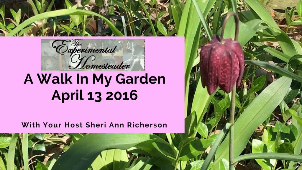 'Video thumbnail for A Walk In My Garden April 13 2016'