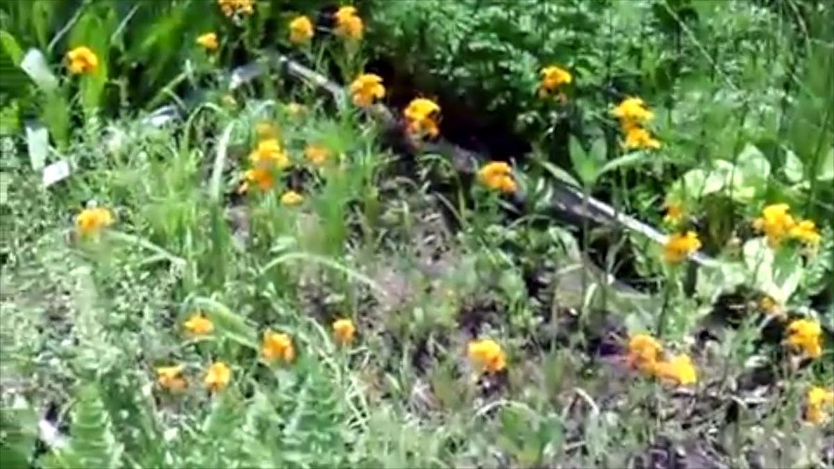 'Video thumbnail for Planting For Beneficial Insects'