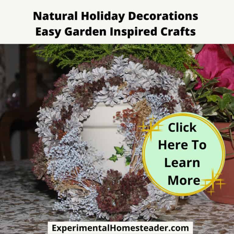 Dried winter white succulent wreath for holiday decor, garden-inspired craft idea.