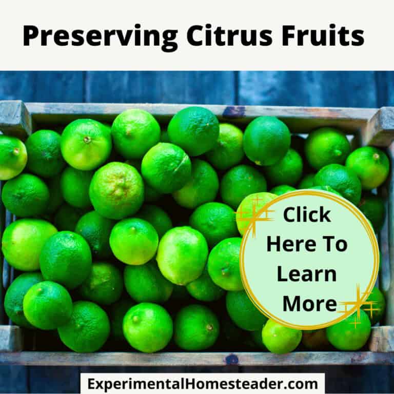 Fresh green citrus fruits for preserving and canning.