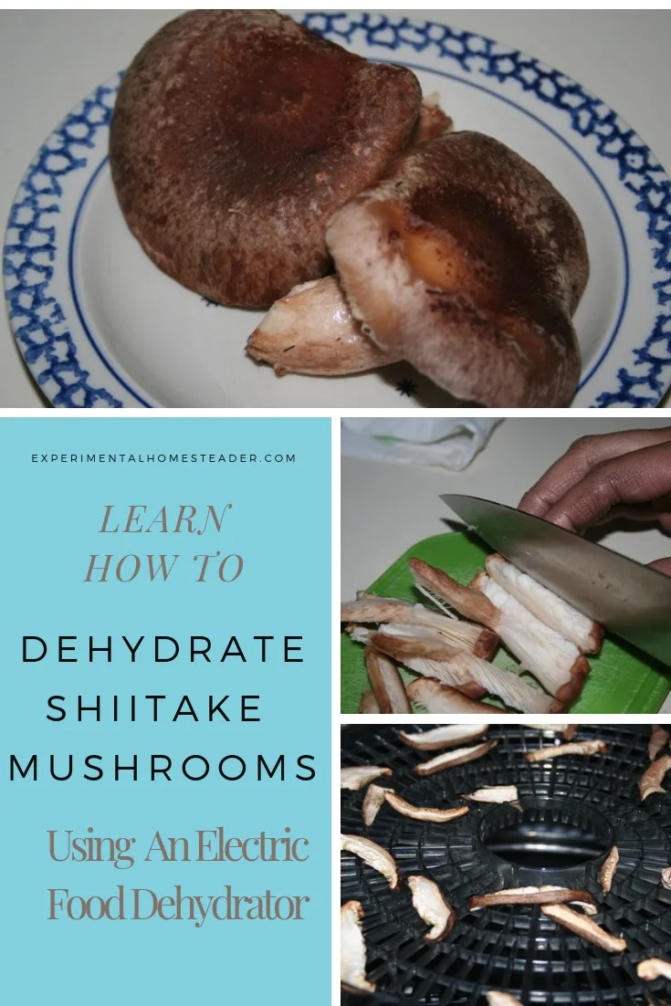 The top photo shows whole shiitake mushrooms. The second photo shows shiitake mushrooms being sliced. The third photo shows the shiitake mushrooms dried on a dehydrator rack.