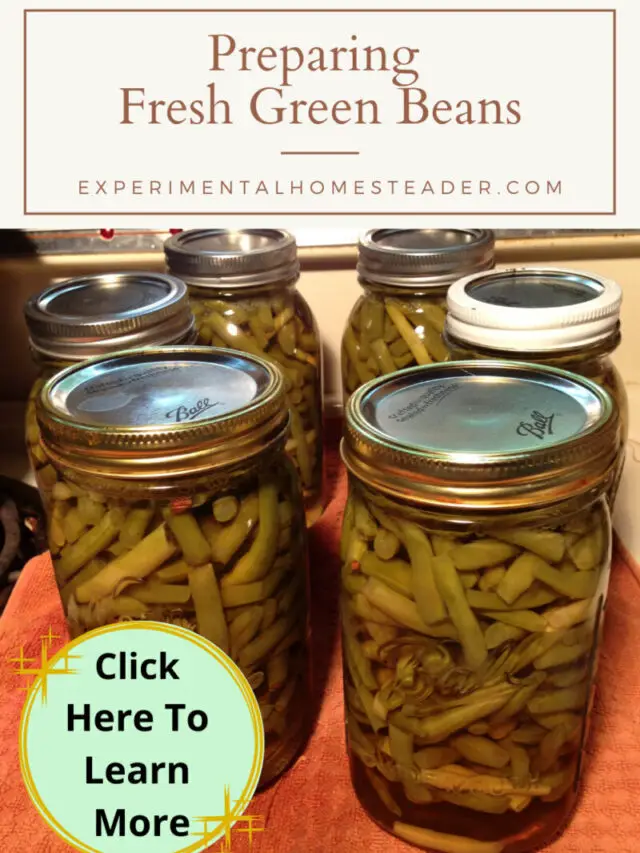 Preparing Fresh Green Beans Story