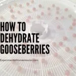 Purple gooseberries on a food dehydrator tray.