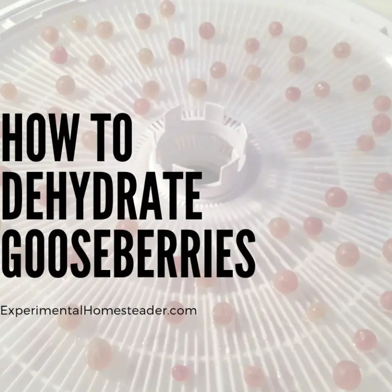 Purple gooseberries on a food dehydrator tray.