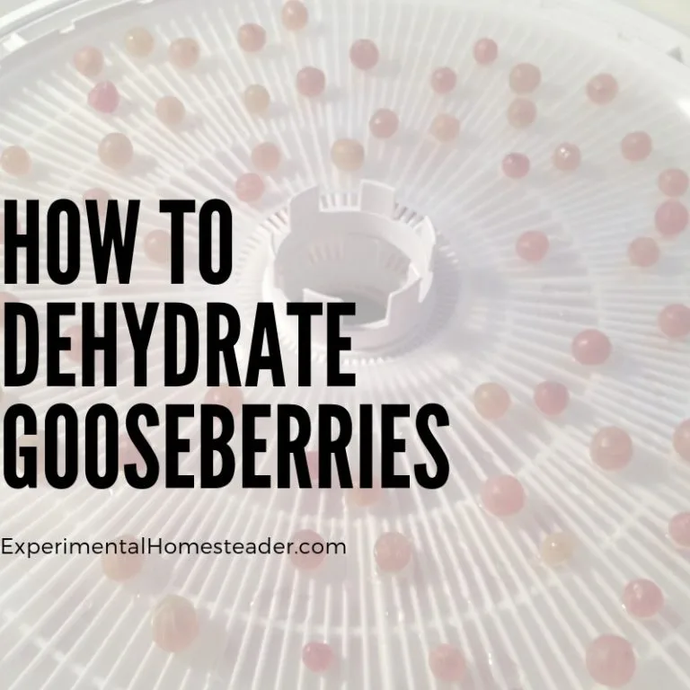 Purple gooseberries on a food dehydrator tray.