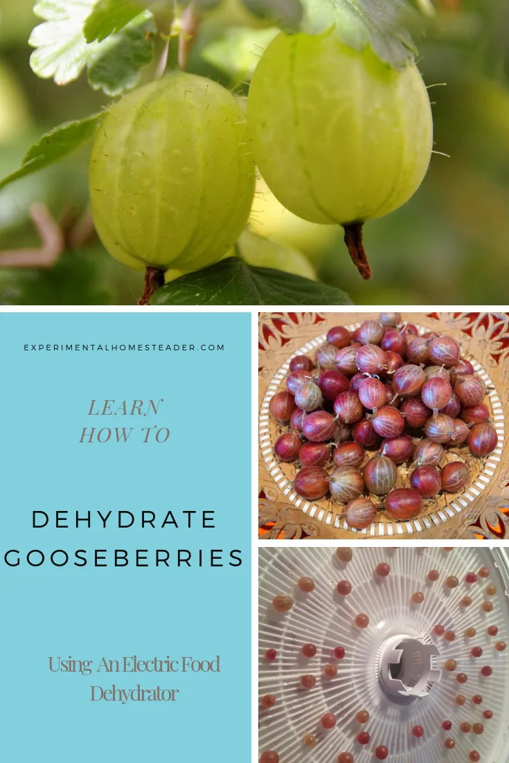 Green gooseberries on the plant. Purple gooseberries on a plate. Purple gooseberries on a dehydrator tray.