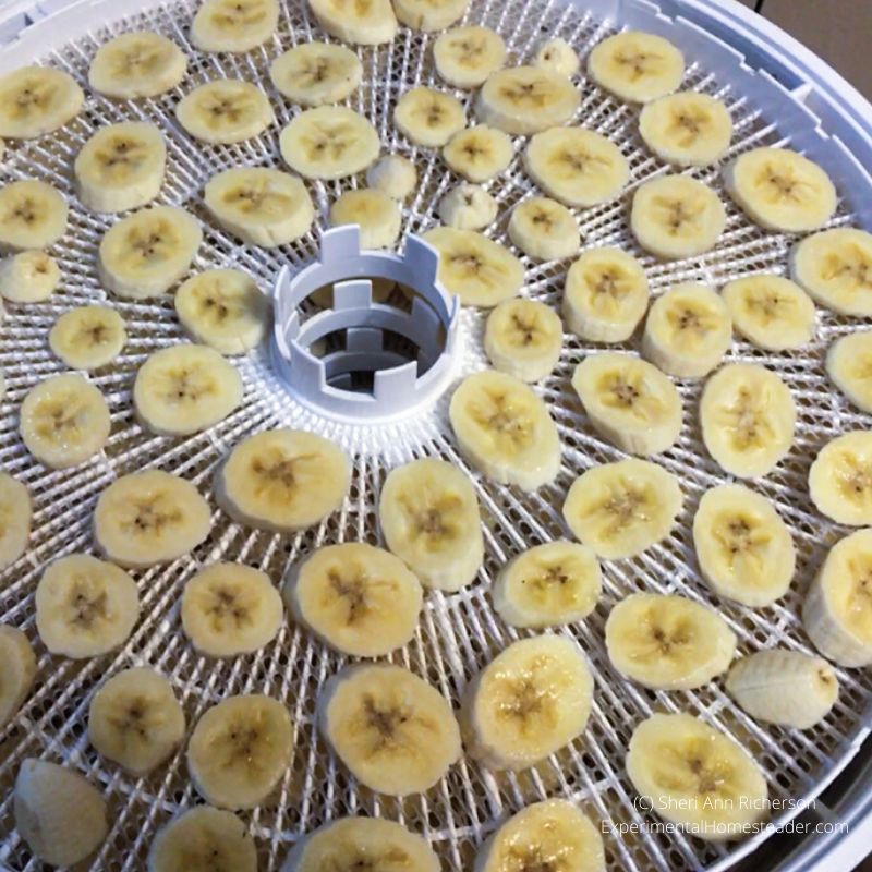Banana slices on a dehydrator tray.