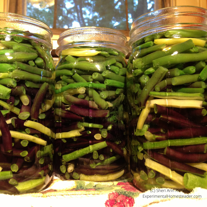 Multi-colored green beans in canning jars.