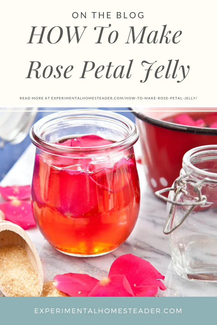 Rose jelly in a jar and in a pan with roses and pectin on the table around the jelly and empty canning jars.