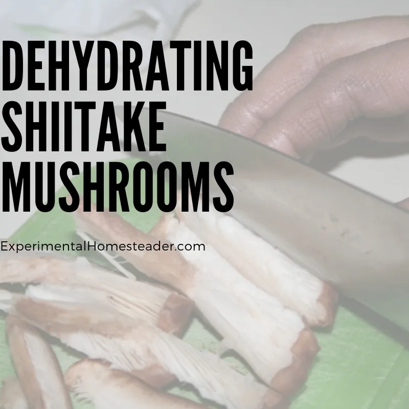 Shiitake mushrooms being sliced.