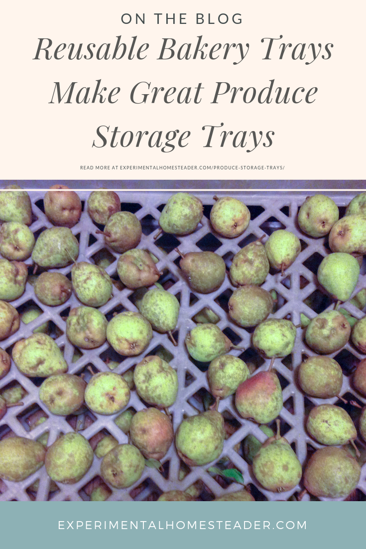 Asian Pears on produce storage trays.