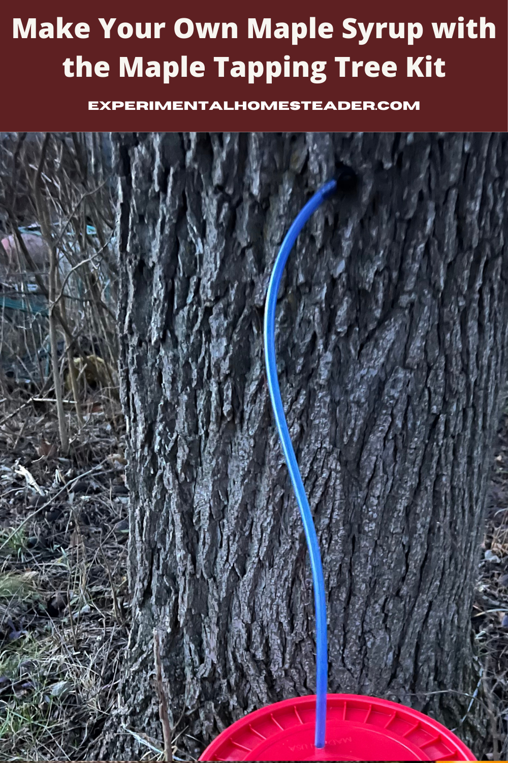 Maple tap and line in a walnut tree feeding the sap into a food grade bucket.