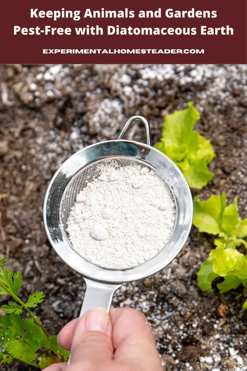 Lettuce growing in a garden with a bottle of Diatomaceous Earth and a fine mesh strainer with some Diatomaceous Earth in it.