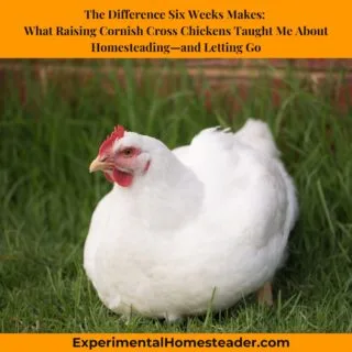 A fully grown Cornish Cross chicken resting in green grass.