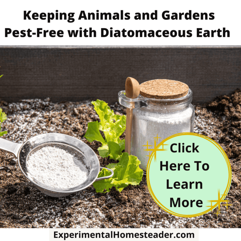 Lettuce growing in a garden with a bottle of Diatomaceous Earth and a fine mesh strainer with some Diatomaceous Earth in it.