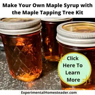 Fresh maple syrup in mason jars.
