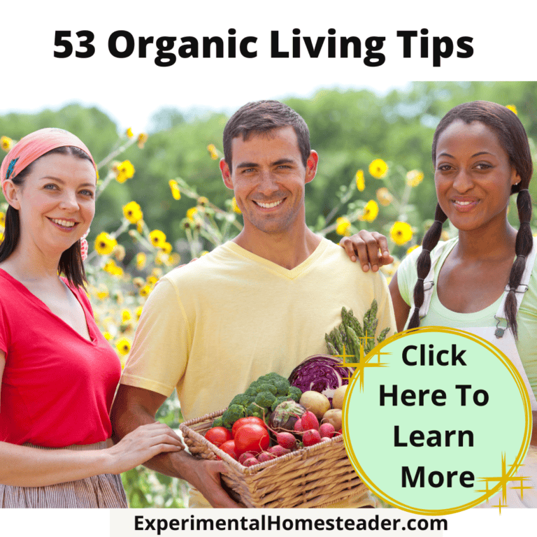 Organic vegetable garden harvest with diverse fresh produce and sustainable living tips.
