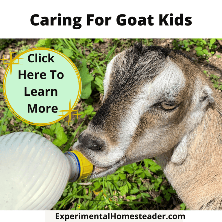 Goat kid drinking milk from bottle on farm, caring for goats, homesteading, small farm animal care.