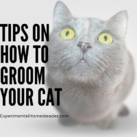 Tips On How To Groom Your Cat