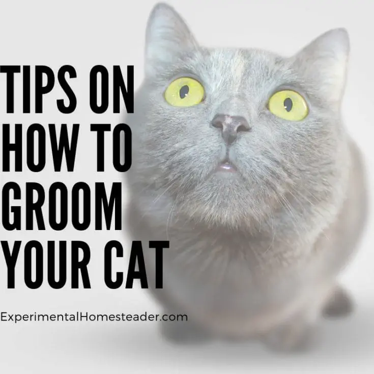 How To Make Lilac Potpourri Experimental Homesteader