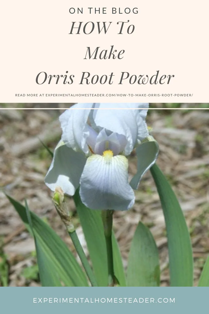 The orris root flower in bloom.