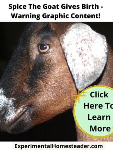 Goat giving birth, farm animal, farm life, livestock, homesteading, animal husbandry, breastfeeding goat, farm animal care, farm animal warning, homestead animal care.